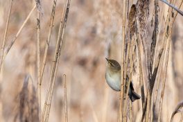 AktNatBeo-210409-ta-10_HB_Zilpzalp