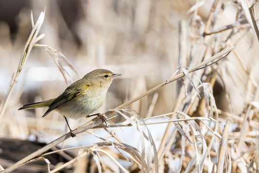 AktNatBeo-210409-ta-11_HB_Zilpzalp