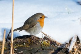 AktNatBeo-210409-ta-12_HB_Rotkehlchen