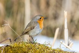 AktNatBeo-210409-ta-13_HB_Rotkehlchen