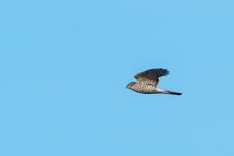 AktNatBeo-210409-ta-14_HB_Sperber