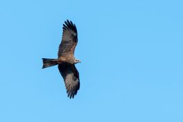 AktNatBeo-210409-ta-15_HB_Schwarzmilan