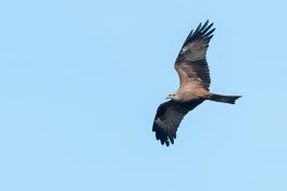 AktNatBeo-210409-ta-16_HB_Schwarzmilan