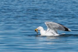 AktNatBeo-210409-ta-17_HB_Mittelmeermoewe