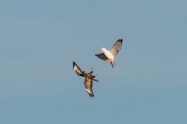 AktNatBeo-210409-ta-18_HB_Maeusebussard_und_Mitterlmeermoewe