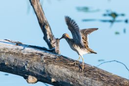 AktNatBeo-210423-ta-02_HB_Bekassine_21-04-23