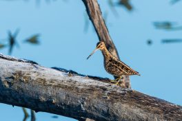 AktNatBeo-210423-ta-03_HB_Bekassine_21-04-23