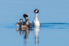 AktNatBeo-210423-ta-05_HB_Haubentaucher_21-04-23