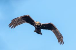 AktNatBeo-210423-ta-06_HB_Rohrweihe_21-04-23