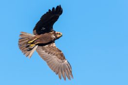 AktNatBeo-210423-ta-07_HB_Rohrweihe_21-04-23