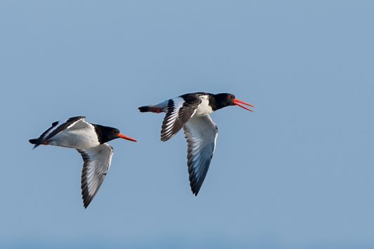AktNatBeo-210423-ta-08_HB_Austernfischer_21-04-23