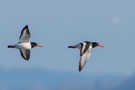 AktNatBeo-210423-ta-09_HB_Austernfischer_21-04-23