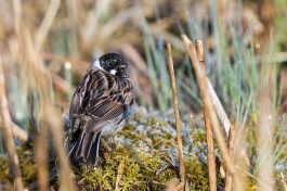 AktNatBeo-210423-ta-10_HB_Rohrammer_21-04-23