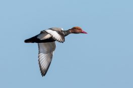 AktNatBeo-210423-ta-11_HB_Kolbenente_21-04-23