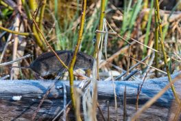 AktNatBeo-210423-ta-12_HB_Maus_21-04-23