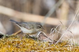 AktNatBeo-210423-ta-15_HB_Zilpzalp_21-04-23