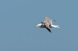 AktNatBeo-210423-ta-16_HB_Mittelmeerwoewe_21-04-23