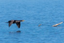 AktNatBeo-210423-ta-17_HB_Kormoran_21-04-23