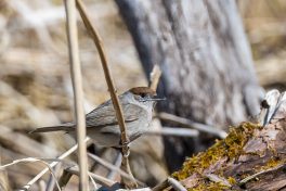 AktNatBeo-210423-ta-18_HB_Moenchsgrasmuecke_21-04-23