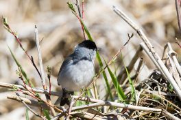 AktNatBeo-210423-ta-19_HB_Moenchsgrasmuecke_21-04-23