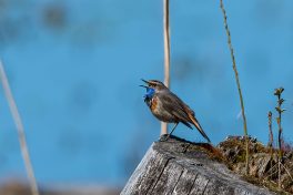 AktNatBeo-210423-ta-20_HB_Blaukehlchen_21-04-23