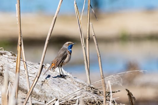 AktNatBeo-210423-ta-21_HB_Blaukehlchen_21-04-23