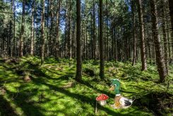 Anterl im Wald-Chiemsee-Alpenland Tourismus Huber Wast