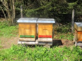 Wanderung zur Ratzinger Höhe