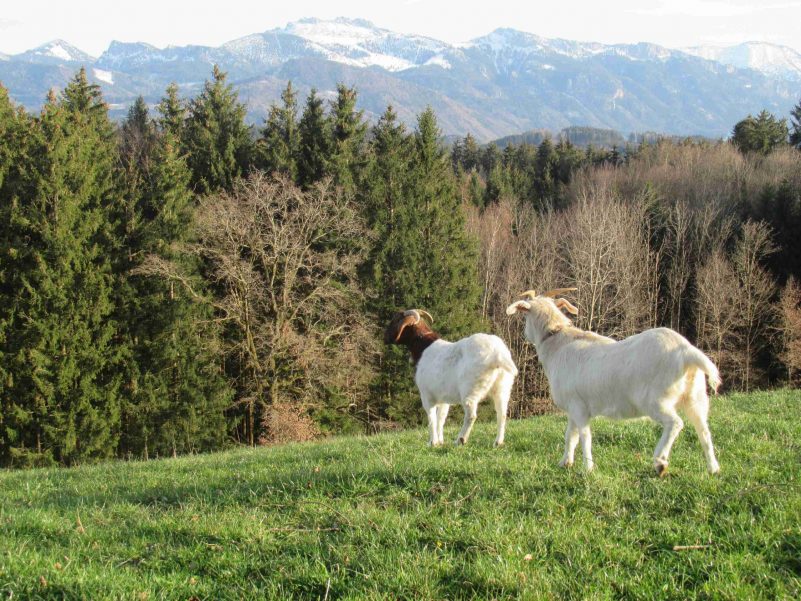 kl-1Ziegen mit Kampenwand 2