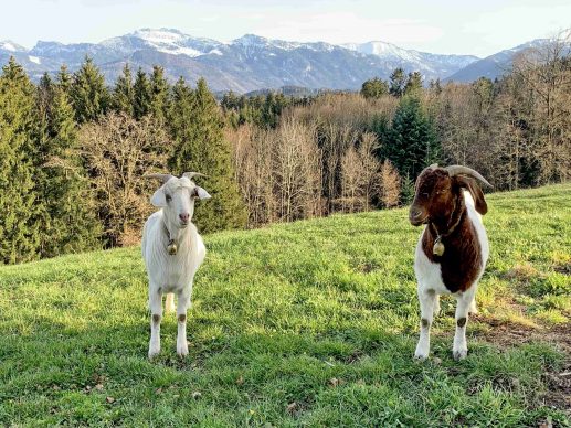 kl-1Ziegen mit Kampenwand