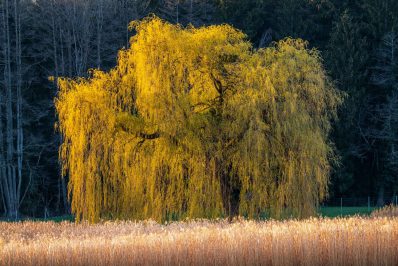 kl-Fruehlingserwachen-1240190