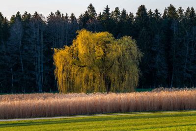 kl-Fruehlingserwachen-1240200
