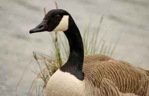 1Wildgans am Griessee TS-Julia Dinner