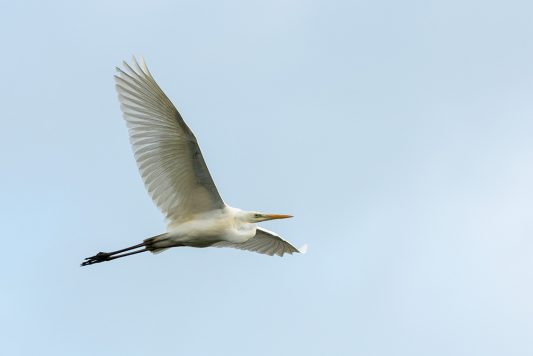 AktNatBeo-210514-ta-01_HB_Silberreiher