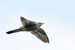 AktNatBeo-210514-ta-02_HB_Kuckuck