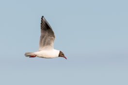 AktNatBeo-210514-ta-03_HB_Lachmoewe