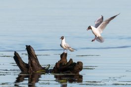 AktNatBeo-210514-ta-04_HB_Lachmoewen