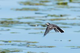 AktNatBeo-210514-ta-10_HB_Bachstelze