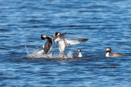 AktNatBeo-210514-ta-12_HB_Haubentaucher