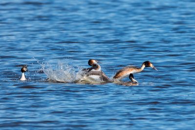 AktNatBeo-210514-ta-13_HB_Haubentaucher