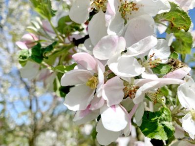 Apfelblüte mit Biene
