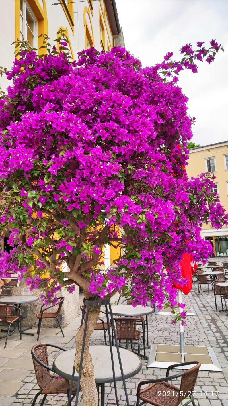 Bougainvillea - kl