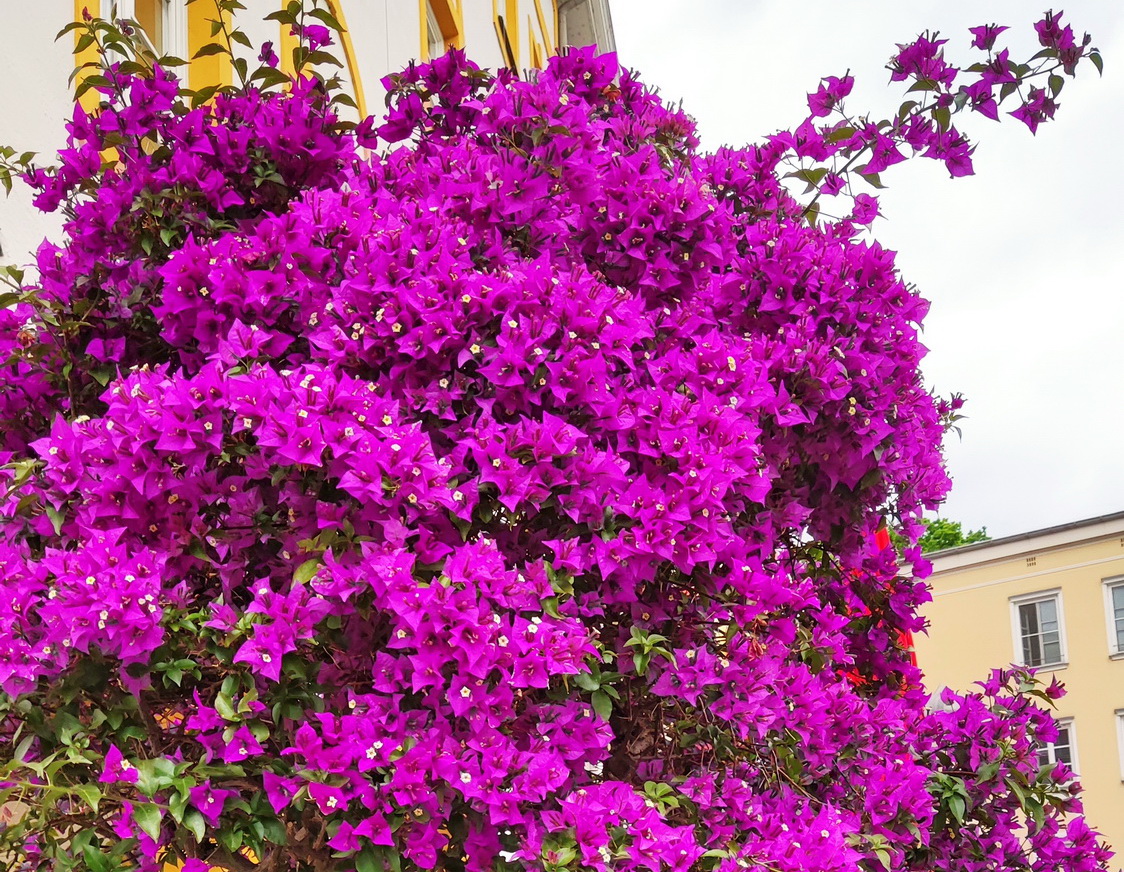 Die Bougainvillea vom Rosenheimer MaxJosephsPlatz Samerberger