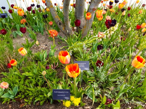 Landesgartenschau (1)