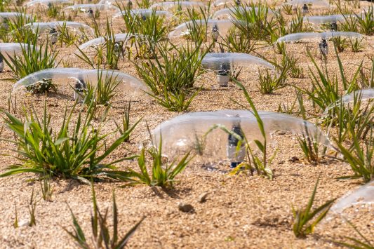 Landesgartenschau (14)