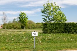 Landesgartenschau (17)