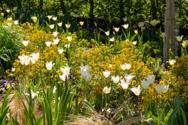 Landesgartenschau (18)