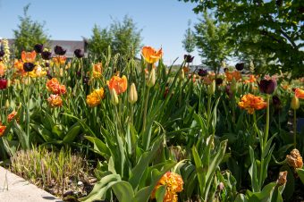 Landesgartenschau (27)