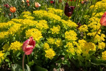 Landesgartenschau (28)