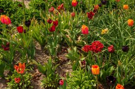 Landesgartenschau (30)